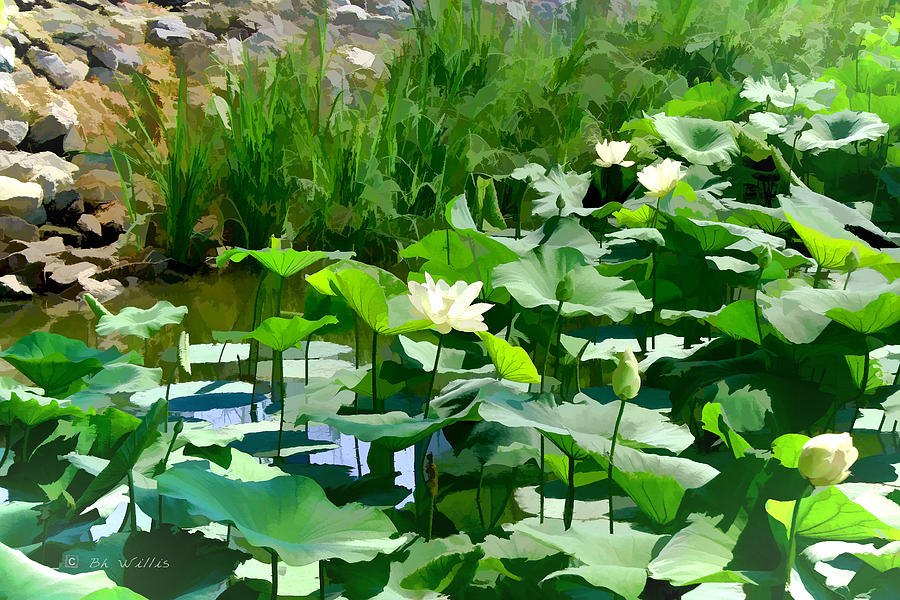 Lilly Pads Photograph by Bonnie Willis