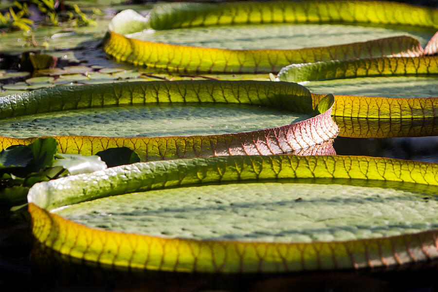 Lilly Pads Photograph by John Wadleigh