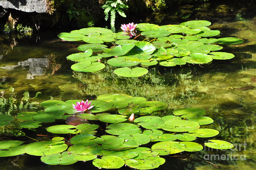 Lily Pads Photograph by Kirt Tisdale