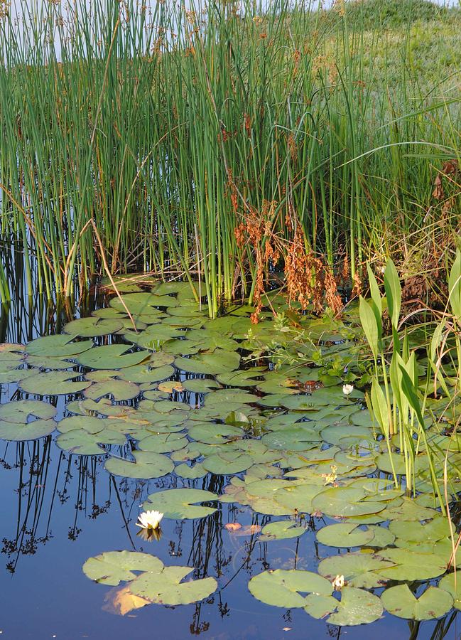 Lilly Pads On The Bayou Photograph by Charlie Day - Fine Art America