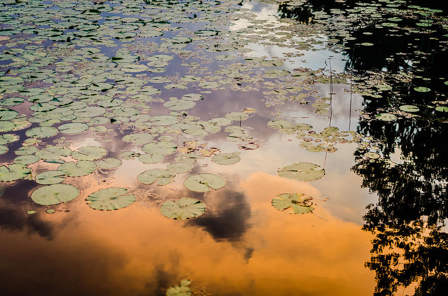 Lilly Pads Sunset Reflection Photograph by Anthony Doudt
