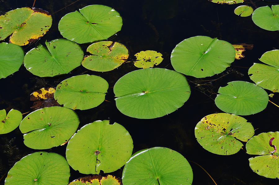 Pond Photograph - Lilly Pads by Xcape Photography