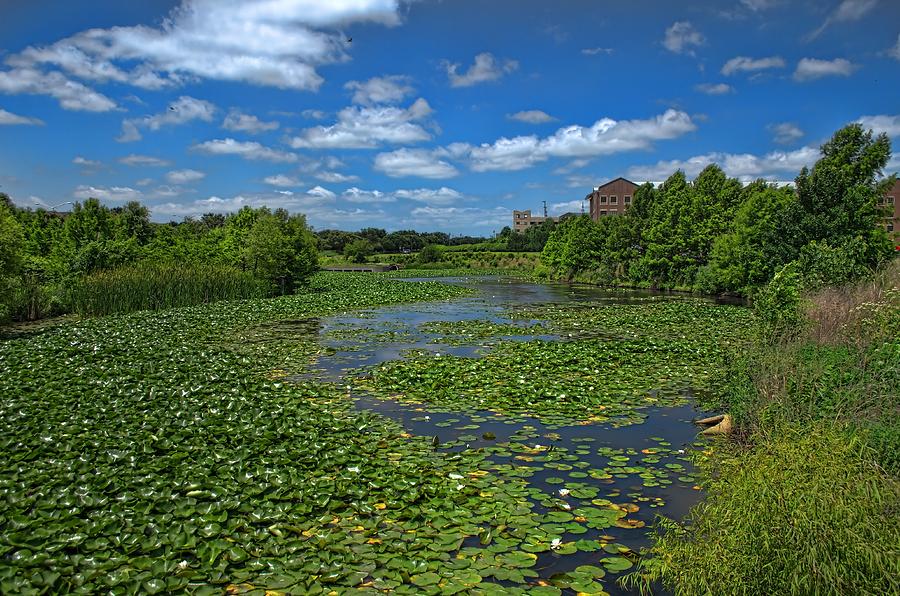 Lilly Pond  Photograph by Tim McCullough