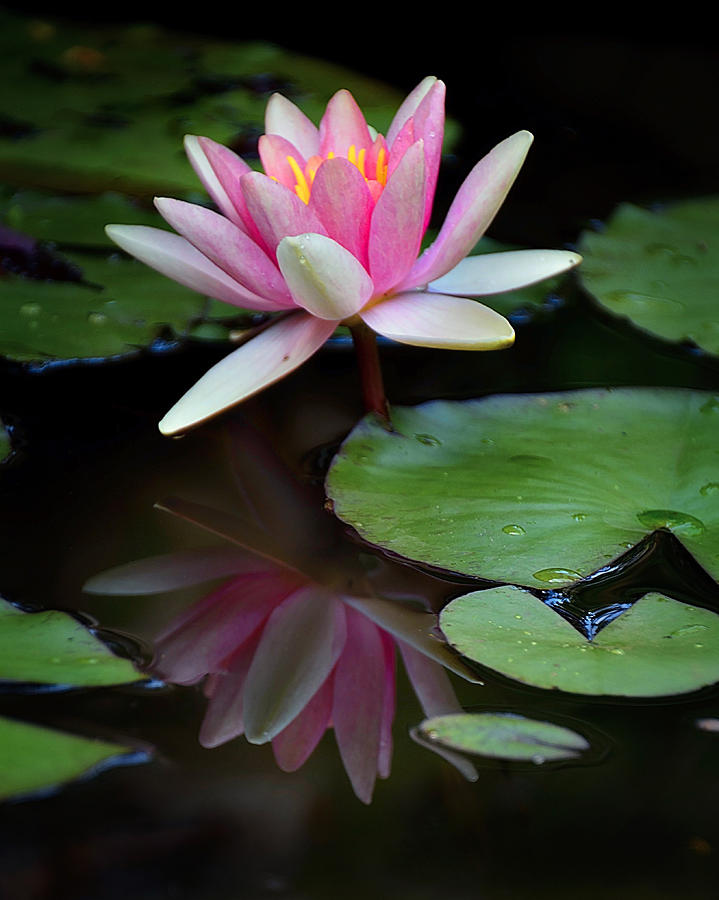 Lilly reflection Photograph by Dave Sandt