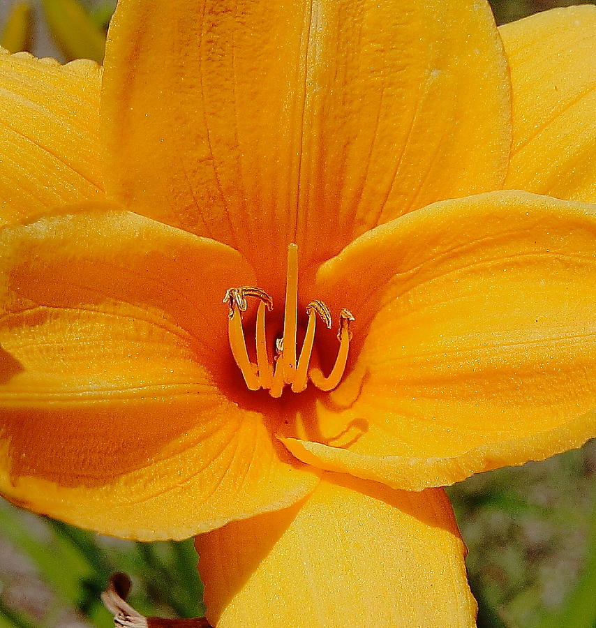 Lilly up close Photograph by Coby Cooper