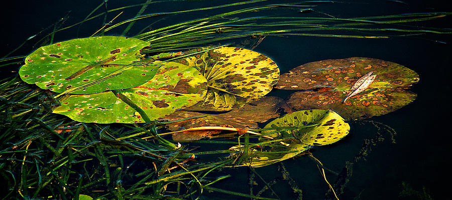Lillypads Photograph by Prince Andre Faubert