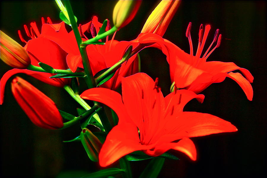 Lillys In Contrast Photograph by Ira Shander