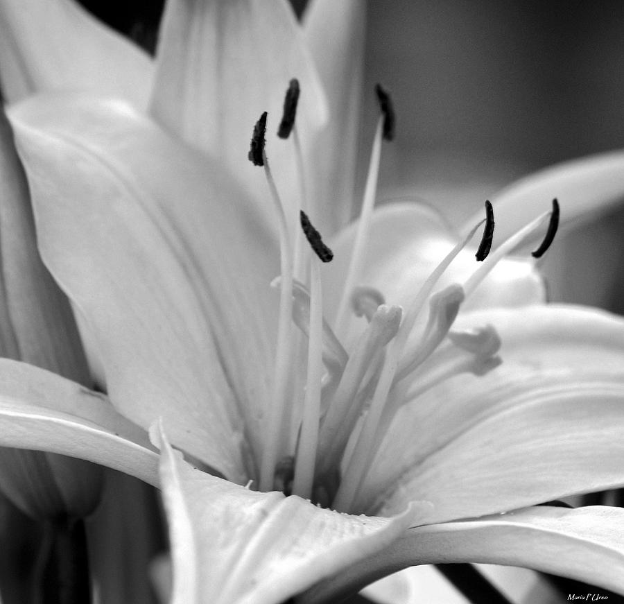 Lily 2 BW Photograph by Maria Urso