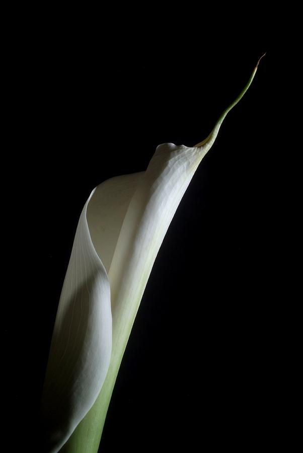 Flower Photograph - Lily 2 by Joe Kozlowski