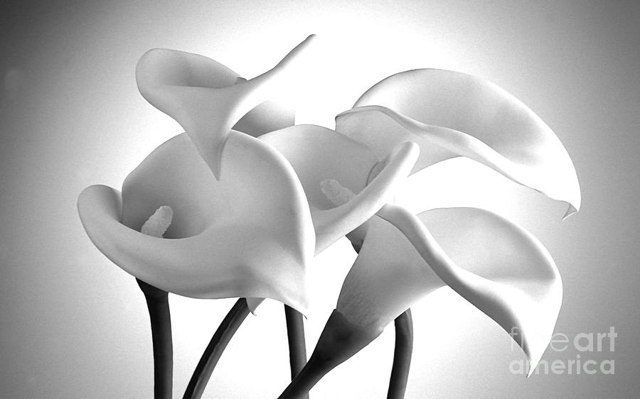 Flower Photograph - Lily 3 by Rich Killion