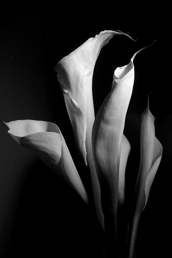 Flower Photograph - Lily 4 by Joe Kozlowski