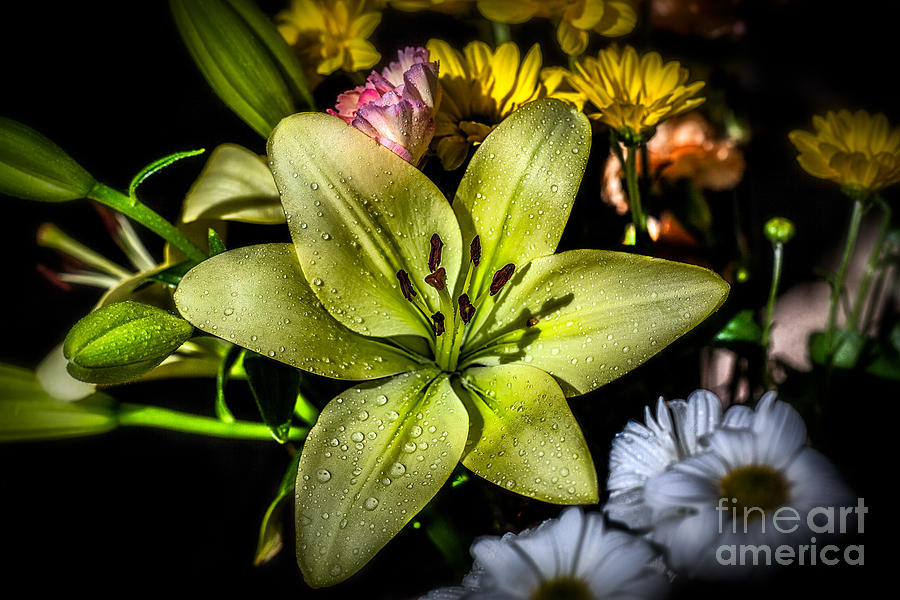 Flowers Still Life Photograph - Lily by Adrian Evans