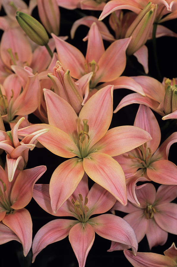 Lily Photograph - Lily by Adrian Thomas/science Photo Library