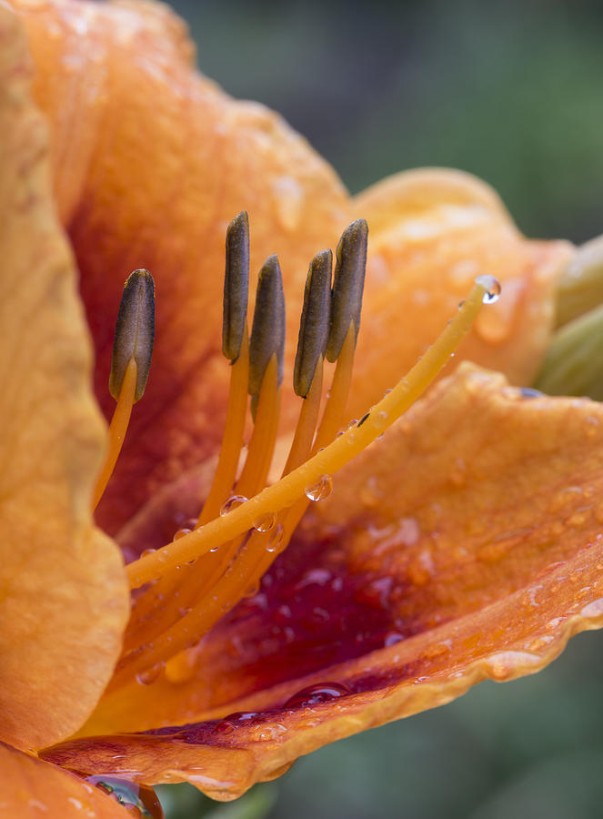 Lily After Rain Photograph by Paul DeRocker