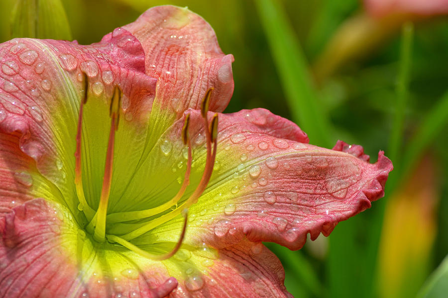 Lily After The Rain Photograph by Beth Sawickie