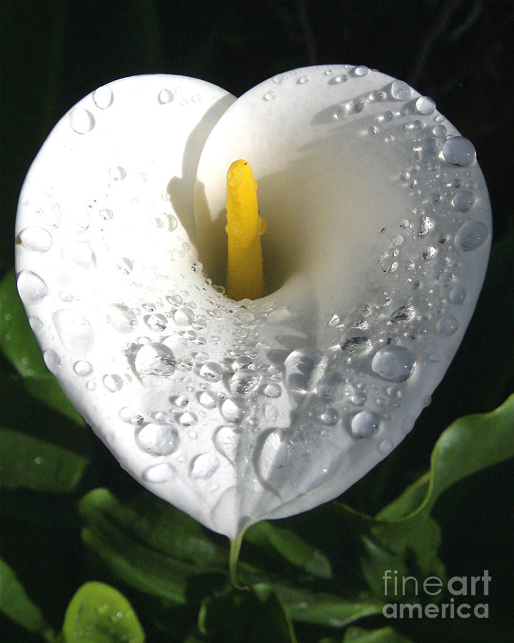 Lily after the Rain Photograph by Jerome Stumphauzer