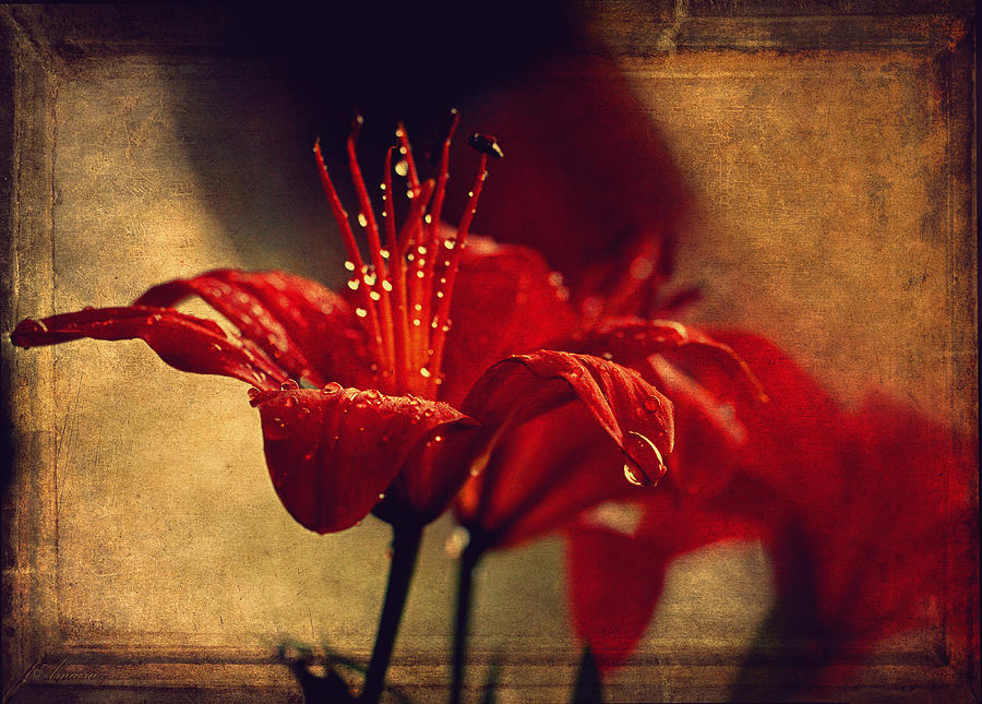 Lily After The Rain  Photograph by Maria Angelica Maira