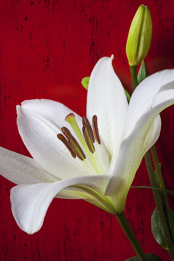 Flower Photograph - Lily against red wall by Garry Gay