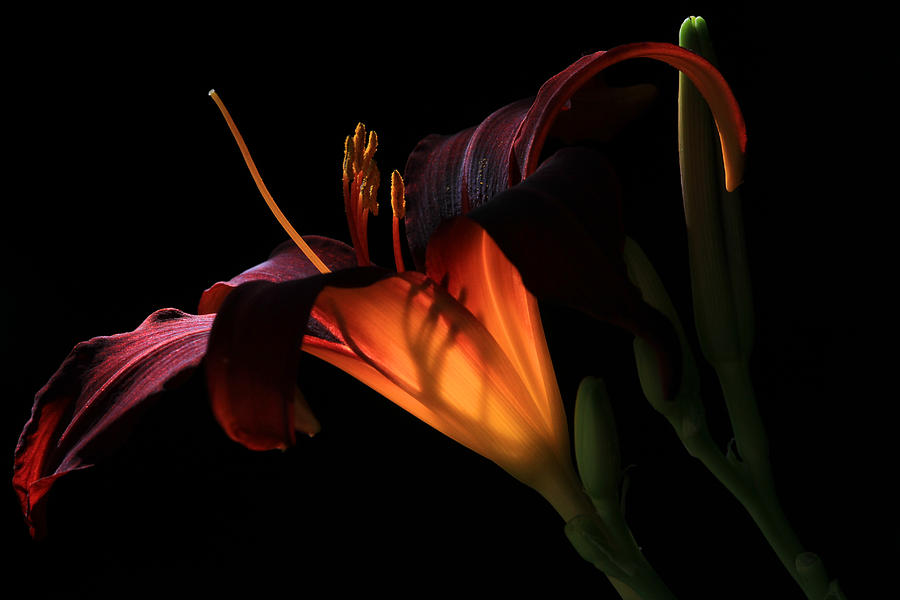 Red Lily Photograph - Lily Ambiance by Donna Kennedy Red Lily Photograph - Lily Ambiance by Donna Kennedy