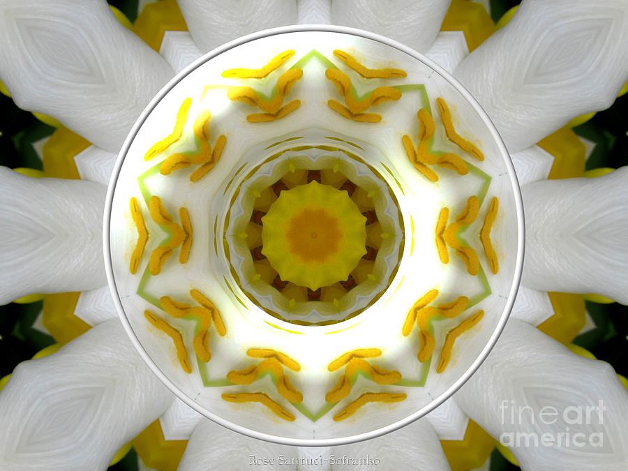 Lily and Daffodil Kaleidoscope Under Glass Photograph by Rose Santuci-Sofranko