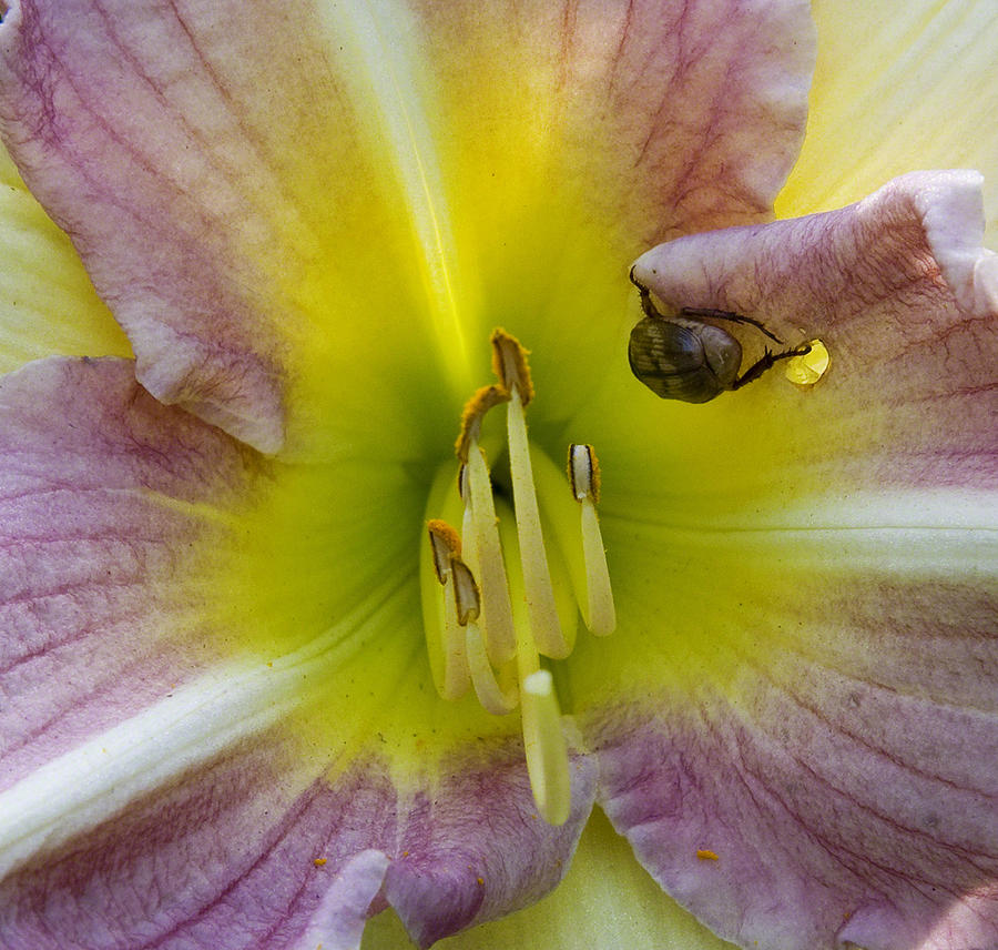 Nature Photograph - Lily and Guest by Michael Friedman