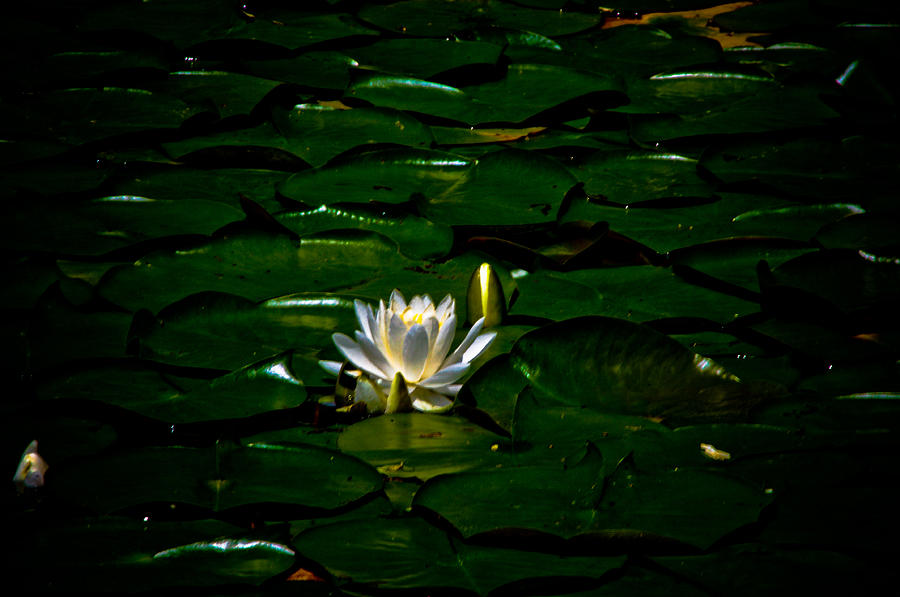 Lily and Pads Photograph by Adria Trail