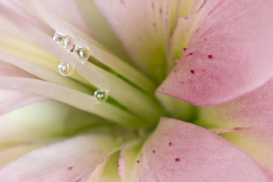Lily Photograph - Lily and Raindrops by Melanie Viola