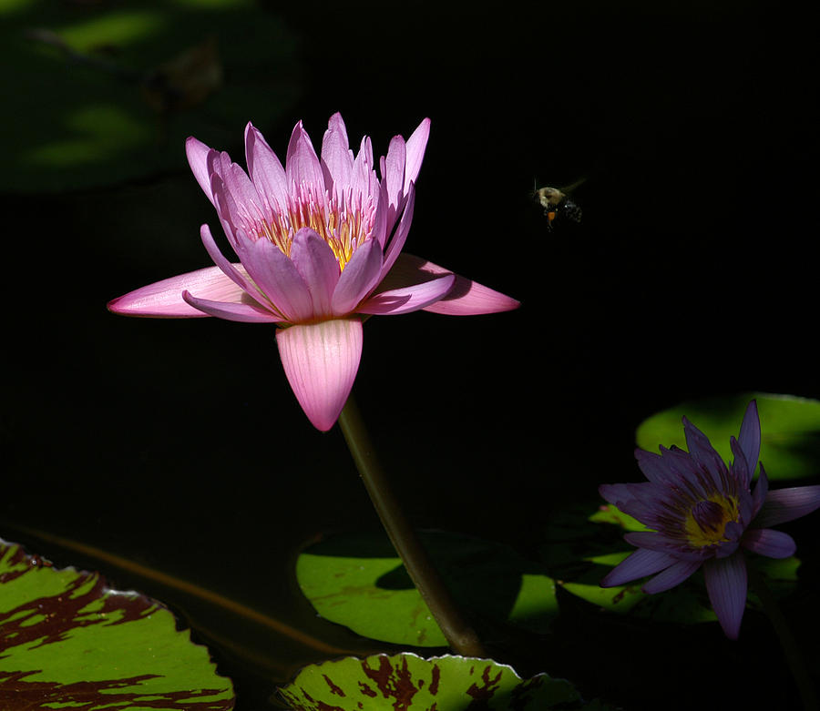 Lily and the Bee Photograph by Yue Wang