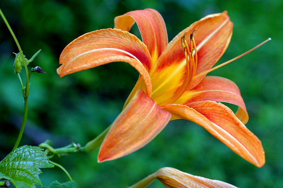 Lily and Vine Photograph by Gene Walls