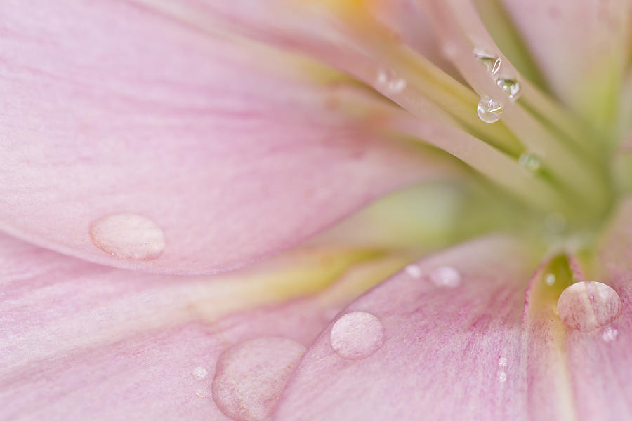 Lily Photograph - Lily and Waterdrops by Melanie Viola