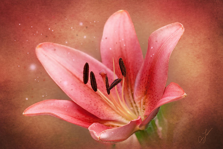 Lily by Ann Lauwers Lily by Ann Lauwers