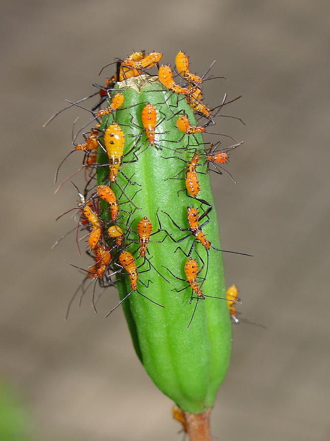 Lily Aphids Photograph by Lindy Pollard - Fine Art America