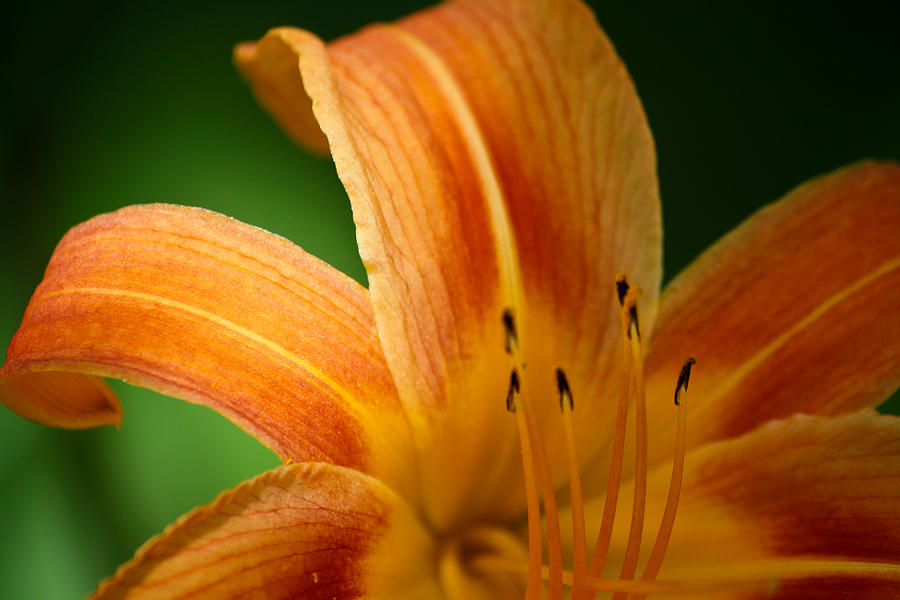 Lily Aside Photograph by Marina Vincent - Fine Art America