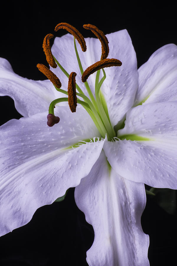 Lily Beauty Photograph by Garry Gay