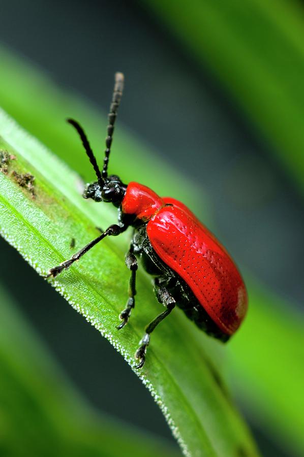 Lily Beetle Photograph by Dr Jeremy Burgess/science Photo Library ...