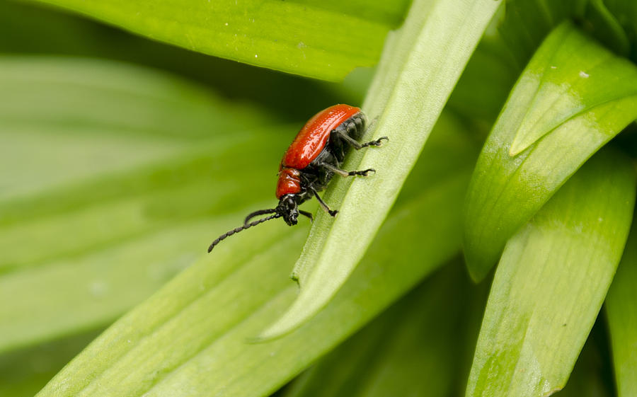 Lily Beetle Photograph by Spikey Mouse Photography