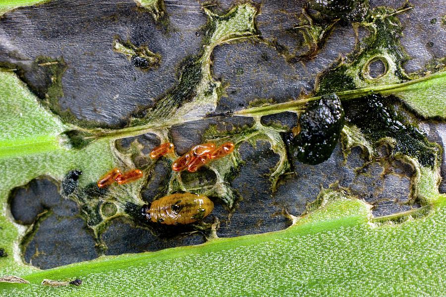 Lily Photograph - Lily Beetle Larvae On A Lily Leaf by Dr Jeremy Burgess