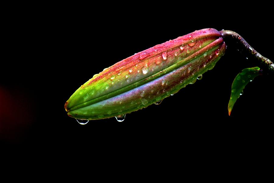 Lily before bloom Photograph by Scotty Alston - Fine Art America