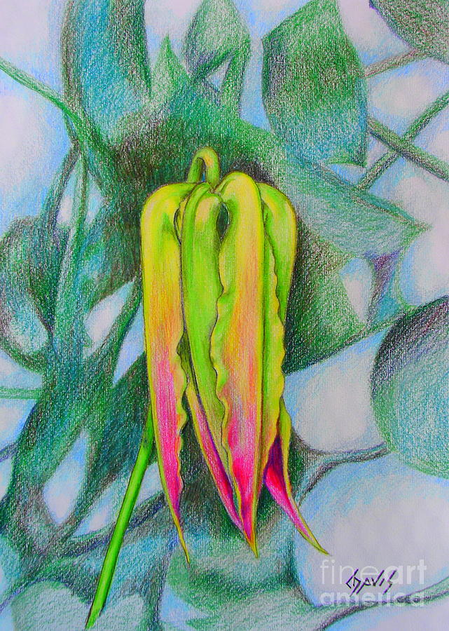 Flower Drawing - Lily Bud on Fire by Lew Davis