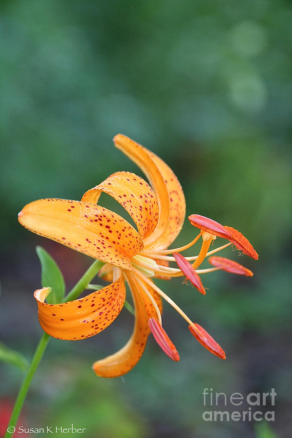 Lily Burst Photograph by Susan Herber