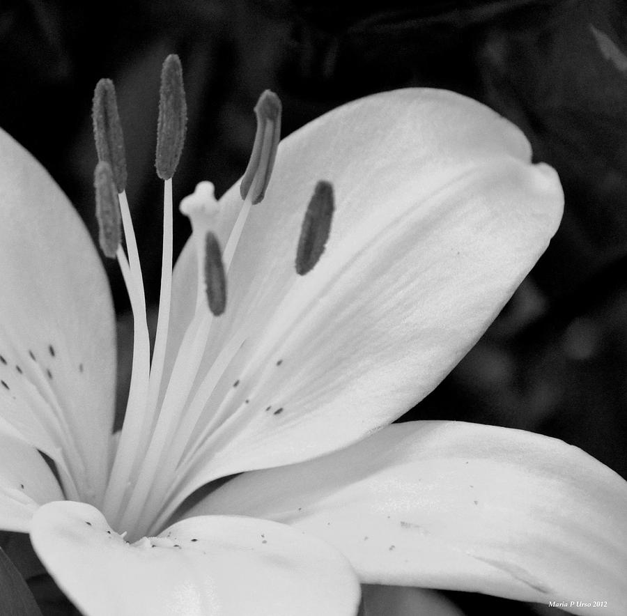 Lily BW Photograph by Maria Urso