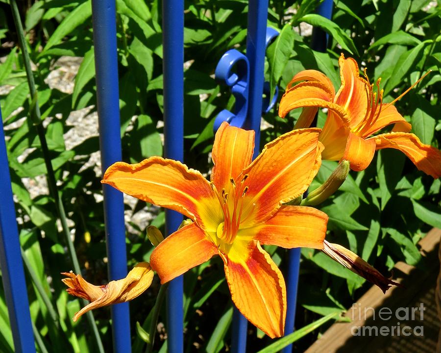 Lily By the Blue Gate  Photograph by Nancy Patterson