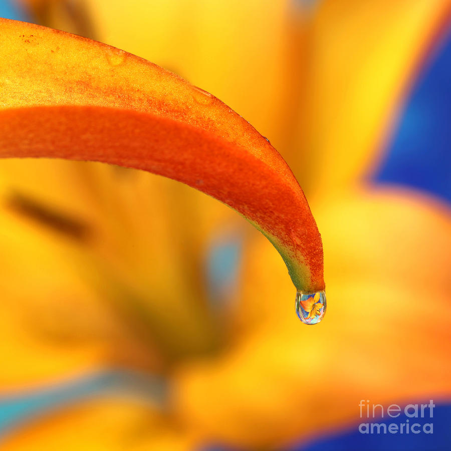 Lily Captured in a Dew Drop Photograph by Pattie Calfy
