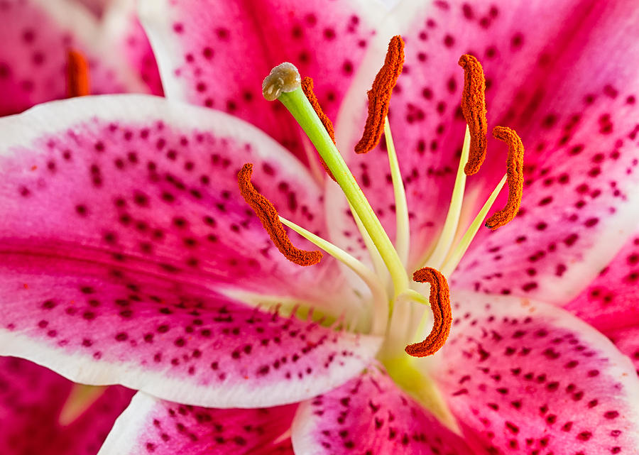 Lily Central Photograph by Joan Herwig