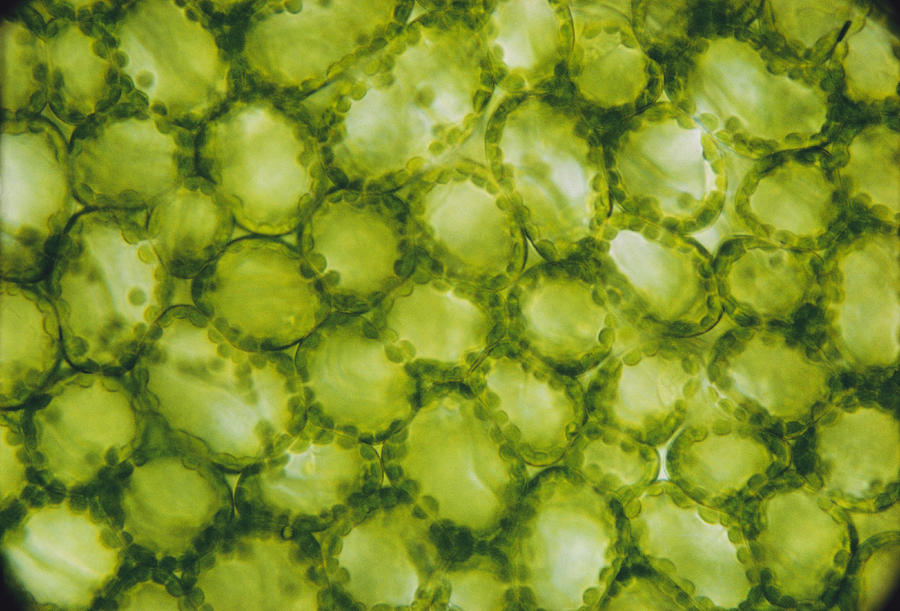 Lily Chloroplasts Photograph by Winton Patnode