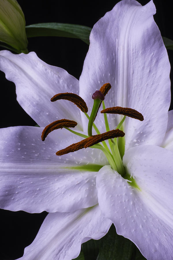 Flower Photograph - Lily Close Up by Garry Gay