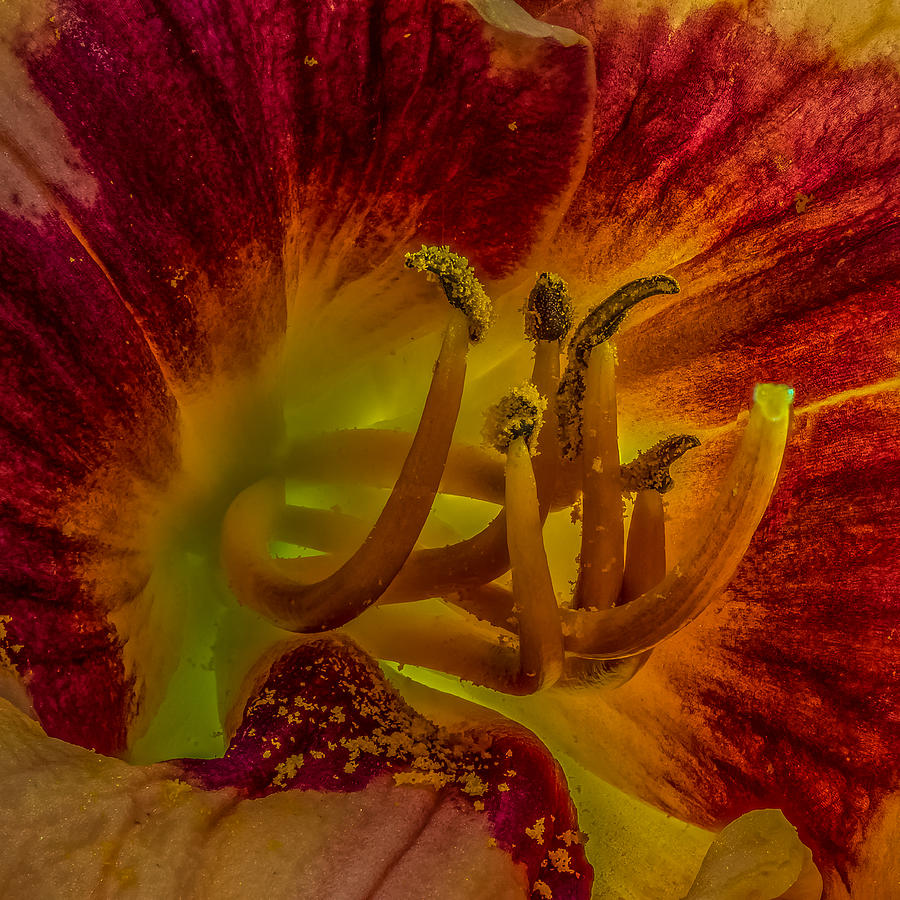 Summer Photograph - Lily Closeup by Paul Freidlund
