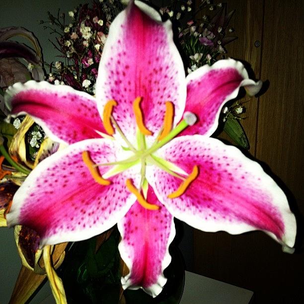 Nature Photograph - #lily #closeup #pretty #flower by Amber Campanaro
