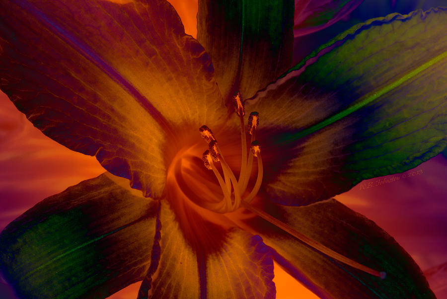 Lily Colors Photograph by WB Johnston