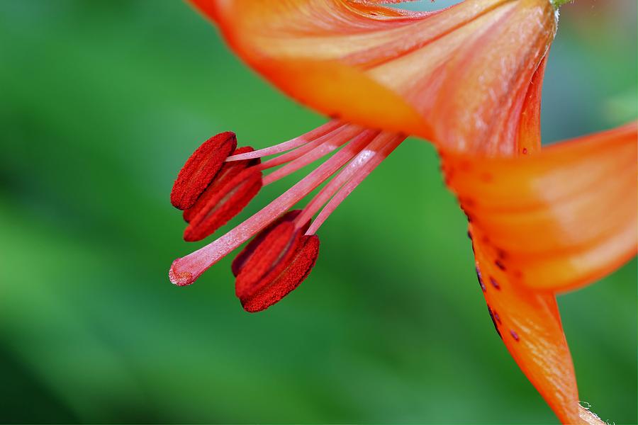 Lily... Come Dance with Me Photograph by Larry Trupp